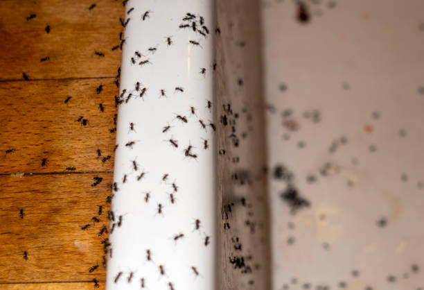 Best Local Pest Control Services  in Fairfax, IA