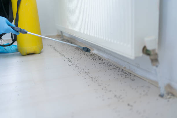 Best Termite Control Services  in Fairfax, IA